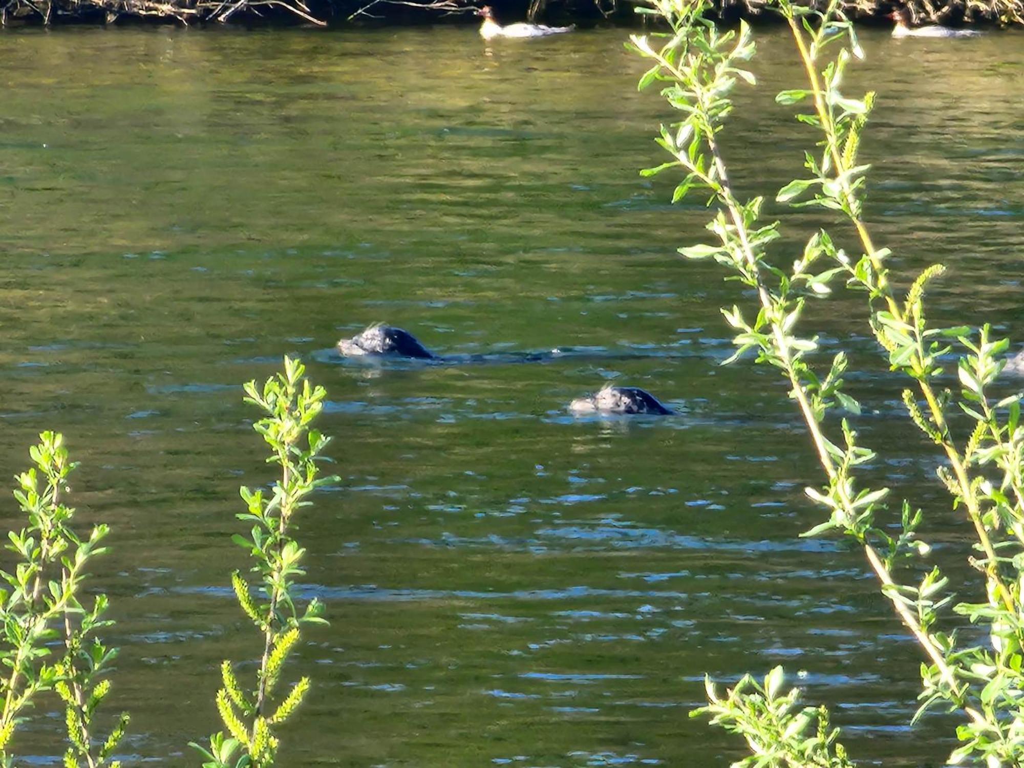 Campbell River Lodge Bagian luar foto