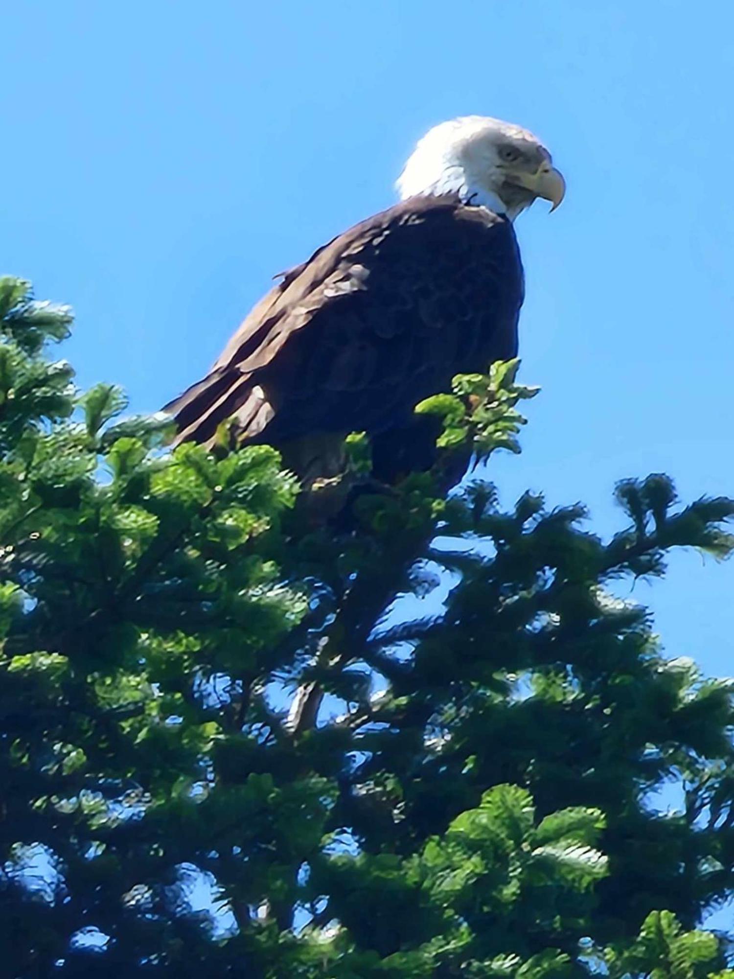 Campbell River Lodge Bagian luar foto