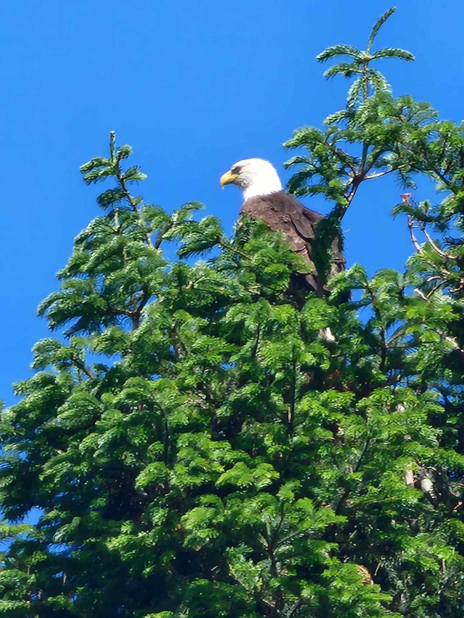 Campbell River Lodge Bagian luar foto